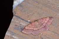Scopula rubiginata
