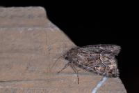 Thalpophila matura