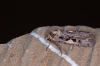 Xestia c-nigrum