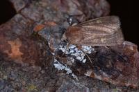 Xestia xanthographa