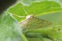 Patania ruralis