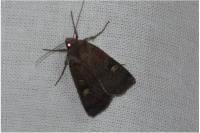 Xestia xanthographa