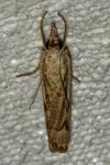 Agriphila geniculea
