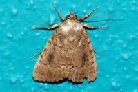 Amphipyra pyramidea/Amphipyra berbera