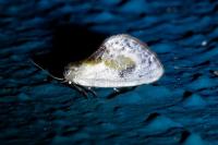 Cilix glaucata