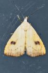 Rivula sericealis