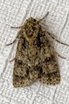 Acronicta rumicis