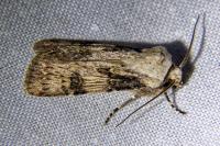 Agrotis puta