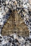 Catocala nupta