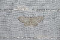 Scopula marginepunctata