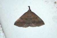 Polypogon plumigeralis