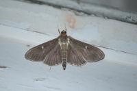 Cydalima perspectalis