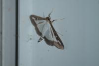 Cydalima perspectalis