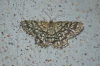 Chiasmia clathrata
