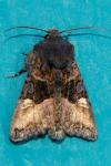 Euplexia lucipara