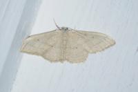 Idaea straminata
