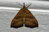 Hypena proboscidalis