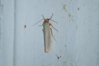 Eilema caniola