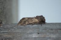 Luperina testacea