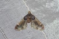 Pyralis farinalis