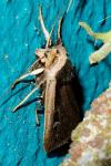 Ochropleura leucogaster