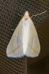 Rhodometra sacraria