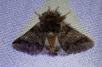 Thaumetopoea processionea