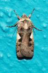 Xestia c-nigrum