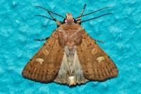 Xestia xanthographa