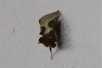 Diachrysia stenochrysis