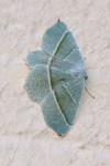 Campaea margaritaria
