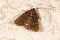 Apamea monoglypha monoglypha