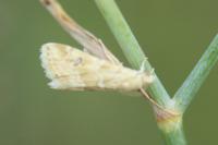 Hellula undalis