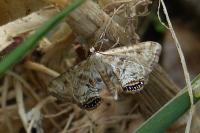 Cataclysta lemnata