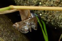 Cataclysta lemnata
