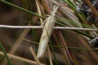 Agriphila inquinatella