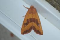 Atethmia centrago