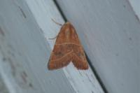 Atethmia centrago