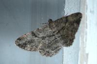 Peribatodes rhomboidaria rhomboidaria