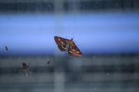 Pyrausta purpuralis