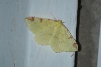 Opisthograptis luteolata