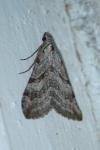 Aplocera efformata/plagiata