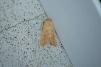 Mythimna vitellina