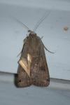 Noctua pronuba
