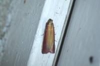 Oncocera semirubella