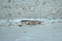 Agriphila geniculea