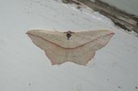 Timandra comae