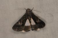 Aedia leucomelas