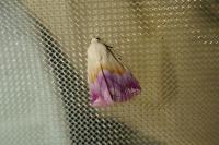 Eublemma purpurina
