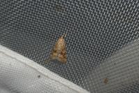 Hellula undalis